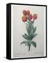 Cudweed-Pierre-Joseph Redoute-Framed Stretched Canvas