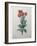 Cudweed-Pierre-Joseph Redoute-Framed Art Print