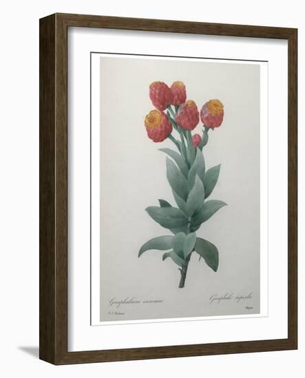 Cudweed-Pierre-Joseph Redoute-Framed Art Print