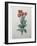 Cudweed-Pierre-Joseph Redoute-Framed Art Print