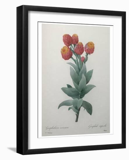 Cudweed-Pierre-Joseph Redoute-Framed Art Print