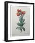 Cudweed-Pierre-Joseph Redoute-Framed Art Print