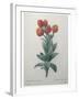 Cudweed-Pierre-Joseph Redoute-Framed Art Print