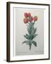 Cudweed-Pierre-Joseph Redoute-Framed Art Print