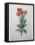 Cudweed-Pierre-Joseph Redoute-Framed Stretched Canvas