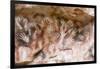 Cueva de las Manos (Cave of Hands), UNESCO World Heritage Site, Patagonia, Argentina-Alex Treadway-Framed Photographic Print