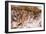 Cueva de las Manos (Cave of Hands), UNESCO World Heritage Site, Patagonia, Argentina-Alex Treadway-Framed Photographic Print