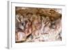 Cueva de las Manos (Cave of Hands), UNESCO World Heritage Site, Patagonia, Argentina-Alex Treadway-Framed Photographic Print