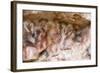 Cueva de las Manos (Cave of Hands), UNESCO World Heritage Site, Patagonia, Argentina-Alex Treadway-Framed Photographic Print