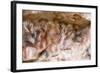 Cueva de las Manos (Cave of Hands), UNESCO World Heritage Site, Patagonia, Argentina-Alex Treadway-Framed Photographic Print