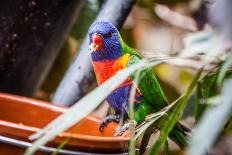 Rainbow Parrot-Cuidanet-Photographic Print