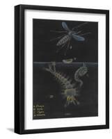 Culex: Mosquito-Philip Henry Gosse-Framed Giclee Print