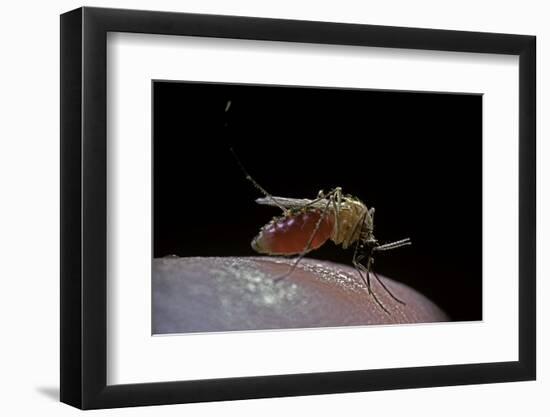 Culex Pipiens (Common House Mosquito) - Biting-Paul Starosta-Framed Photographic Print