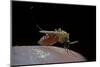 Culex Pipiens (Common House Mosquito) - Biting-Paul Starosta-Mounted Photographic Print
