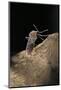 Culex Pipiens (Common House Mosquito) - Digesting its Blood Meal-Paul Starosta-Mounted Photographic Print