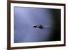 Culex Pipiens (Common House Mosquito) - Emerging (A2)-Paul Starosta-Framed Photographic Print