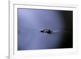 Culex Pipiens (Common House Mosquito) - Emerging (A2)-Paul Starosta-Framed Photographic Print