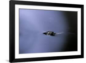 Culex Pipiens (Common House Mosquito) - Emerging (A2)-Paul Starosta-Framed Photographic Print