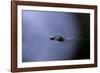 Culex Pipiens (Common House Mosquito) - Emerging (A2)-Paul Starosta-Framed Photographic Print