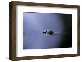 Culex Pipiens (Common House Mosquito) - Emerging (A2)-Paul Starosta-Framed Photographic Print