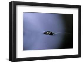 Culex Pipiens (Common House Mosquito) - Emerging (A2)-Paul Starosta-Framed Photographic Print