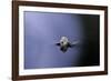 Culex Pipiens (Common House Mosquito) - Emerging (A3)-Paul Starosta-Framed Photographic Print