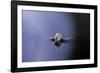 Culex Pipiens (Common House Mosquito) - Emerging (A3)-Paul Starosta-Framed Photographic Print