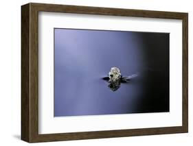 Culex Pipiens (Common House Mosquito) - Emerging (A3)-Paul Starosta-Framed Photographic Print