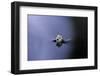 Culex Pipiens (Common House Mosquito) - Emerging (A3)-Paul Starosta-Framed Photographic Print