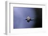 Culex Pipiens (Common House Mosquito) - Emerging (A3)-Paul Starosta-Framed Photographic Print