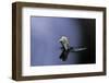 Culex Pipiens (Common House Mosquito) - Emerging (A4)-Paul Starosta-Framed Photographic Print