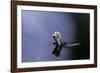 Culex Pipiens (Common House Mosquito) - Emerging (A4)-Paul Starosta-Framed Photographic Print