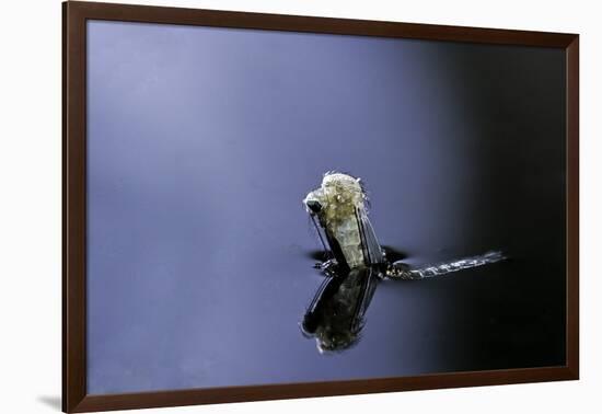 Culex Pipiens (Common House Mosquito) - Emerging (A4)-Paul Starosta-Framed Photographic Print