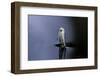 Culex Pipiens (Common House Mosquito) - Emerging (A6)-Paul Starosta-Framed Photographic Print