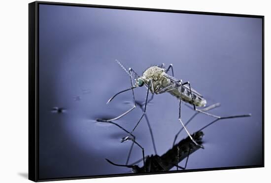 Culex Pipiens (Common House Mosquito) - Emerging (A7)-Paul Starosta-Framed Stretched Canvas