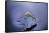 Culex Pipiens (Common House Mosquito) - Emerging (A7)-Paul Starosta-Framed Stretched Canvas