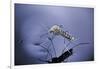 Culex Pipiens (Common House Mosquito) - Emerging (A7)-Paul Starosta-Framed Photographic Print