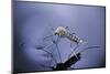 Culex Pipiens (Common House Mosquito) - Emerging (A7)-Paul Starosta-Mounted Photographic Print