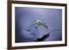 Culex Pipiens (Common House Mosquito) - Emerging (A7)-Paul Starosta-Framed Photographic Print