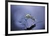 Culex Pipiens (Common House Mosquito) - Emerging (A7)-Paul Starosta-Framed Photographic Print