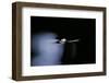 Culex Pipiens (Common House Mosquito) - Emerging (B1)-Paul Starosta-Framed Photographic Print