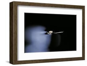 Culex Pipiens (Common House Mosquito) - Emerging (B1)-Paul Starosta-Framed Photographic Print