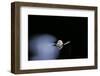 Culex Pipiens (Common House Mosquito) - Emerging (B2)-Paul Starosta-Framed Photographic Print