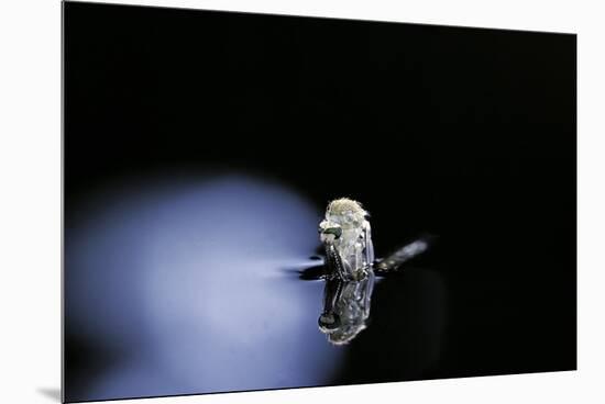 Culex Pipiens (Common House Mosquito) - Emerging (B3)-Paul Starosta-Mounted Premium Photographic Print