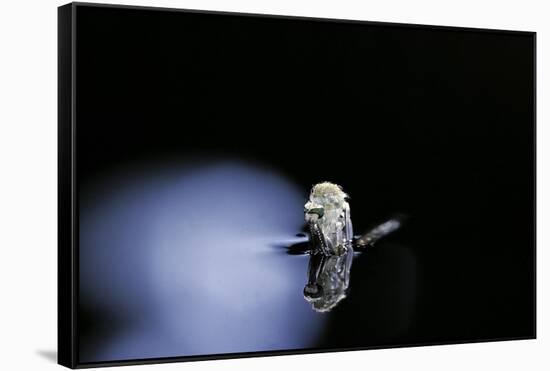 Culex Pipiens (Common House Mosquito) - Emerging (B3)-Paul Starosta-Framed Stretched Canvas