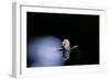 Culex Pipiens (Common House Mosquito) - Emerging (B3)-Paul Starosta-Framed Photographic Print