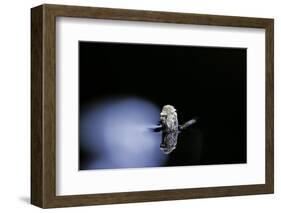 Culex Pipiens (Common House Mosquito) - Emerging (B3)-Paul Starosta-Framed Photographic Print