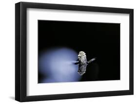 Culex Pipiens (Common House Mosquito) - Emerging (B3)-Paul Starosta-Framed Photographic Print