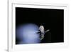 Culex Pipiens (Common House Mosquito) - Emerging (B3)-Paul Starosta-Framed Photographic Print