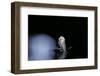 Culex Pipiens (Common House Mosquito) - Emerging (B4)-Paul Starosta-Framed Photographic Print